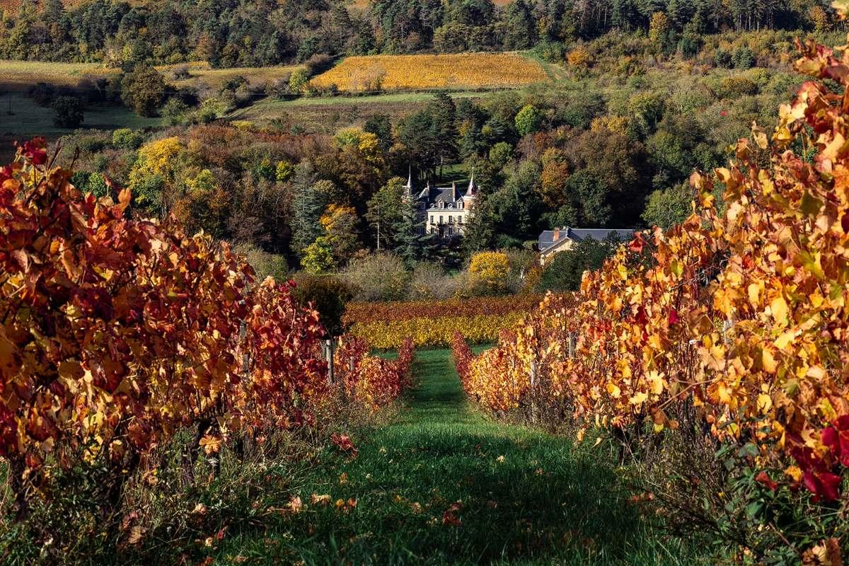 Producer profile: Delaunay Vins & Domaines